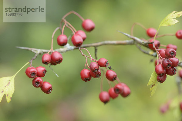 Früchte des Eingriffeligen Weißdorn (Crataegus monogyna)