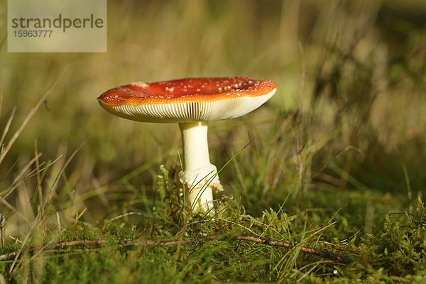 Fliegenpilz (Amanita muscaria)