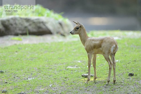 Junge Hirschziegenantilope (Antilope cervicapra)