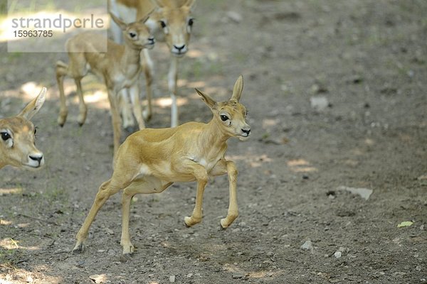 Junge Hirschziegenantilopen (Antilope cervicapra)