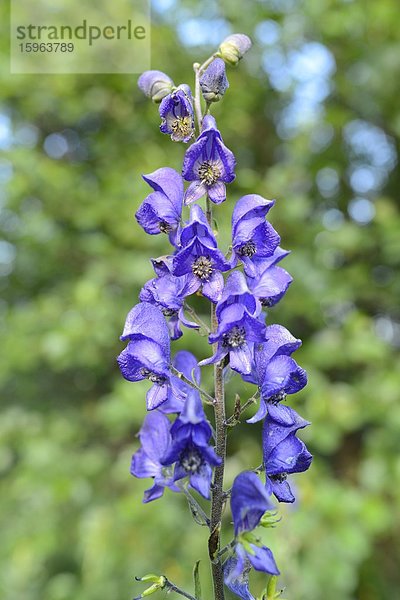 Blühender Hoher Rittersporn  Delphinium elatum)