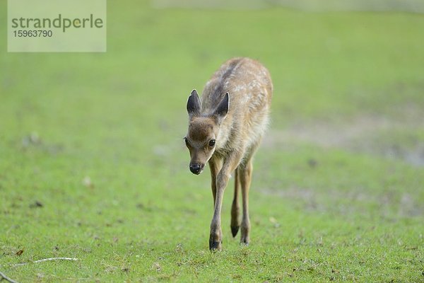 Sikahirsch (Cervus nippon) auf einer Wiese