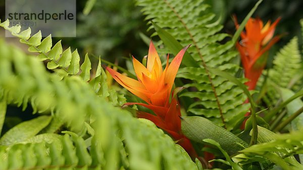 Blühendes Flammendes Schwert (Vriesea splendens)