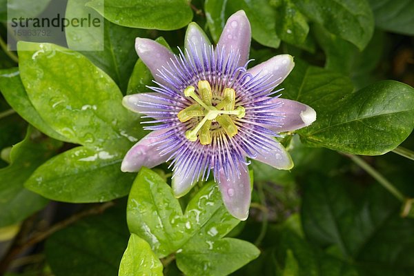 Blühende Blaue Passionsblume (Passiflora caerulea)