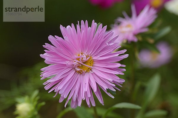 Blühende Berg-Aster (Aster amellus)