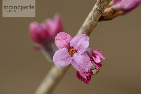 Blühender Echter Seidelbast (Daphne mezereum)