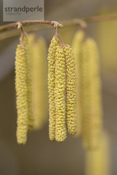 Kätzchen der Gemeinen Hasel (Corylus avellana)  close-up