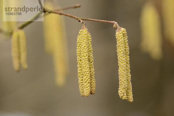 Kätzchen der Gemeinen Hasel (Corylus avellana)  close-up