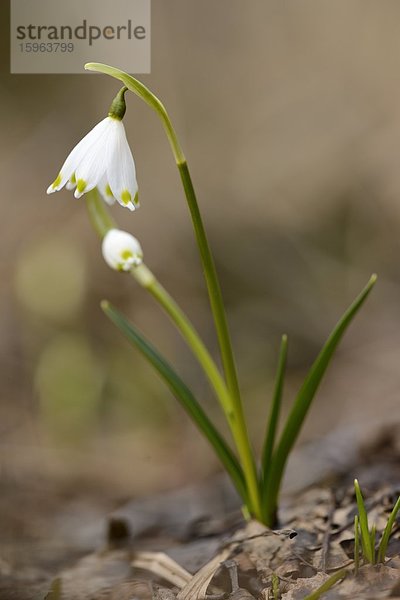 Blühender Märzenbecher (Leucojum vernum)