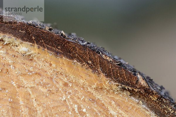 Angeschnittener Baumstamm einer Gemeinen Fichte (Picea abies)  Makroaufnahme