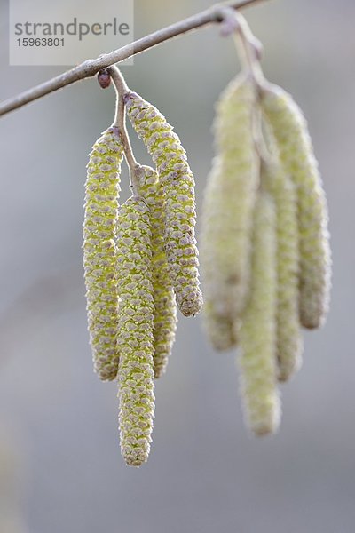 Kätzchen der Gemeinen Hasel (Corylus avellana)  close-up