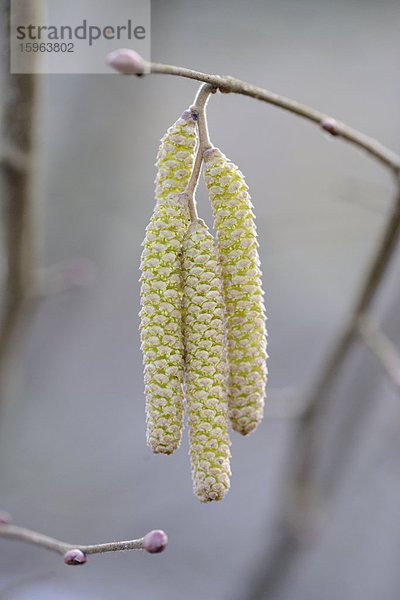 Kätzchen der Gemeinen Hasel (Corylus avellana)  close-up