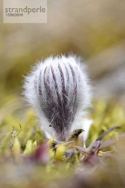 Knospe einer Küchenschelle (Pulsatilla vulgaris)