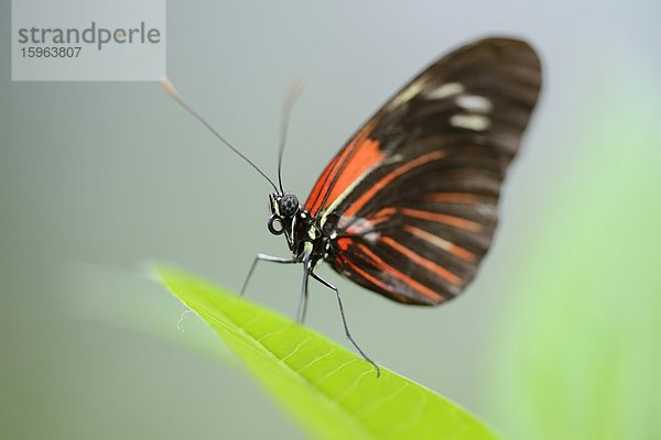 Schmetterling Laparus doris auf einem Blatt