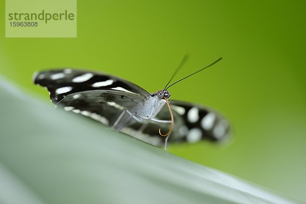 Schmetterling Myscelia cyaniris auf einem Blatt