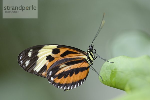 Schmetterling Heliconius ismenius auf einem Blatt