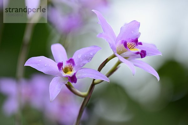 Blühende Orchidee Laelia anceps