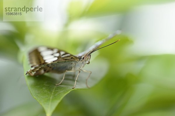 Schmetterling Parthenos sylvia auf einem Blatt