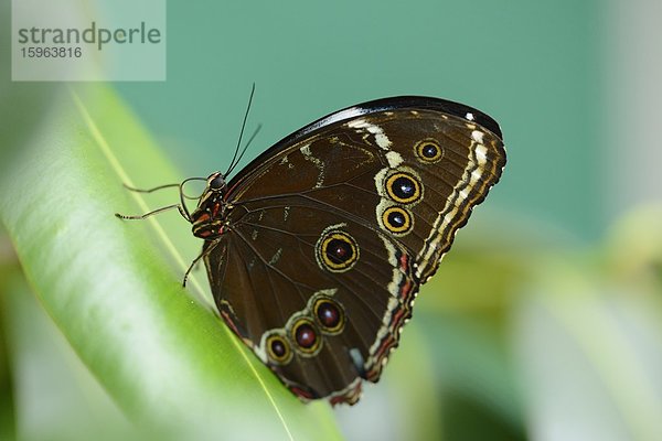 Schmetterling Blauer Morphofalter (Morpho peleides) auf einem Blatt