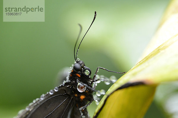 Schmetterling Parides iphidamas auf einem Blatt  Makroaufnahme