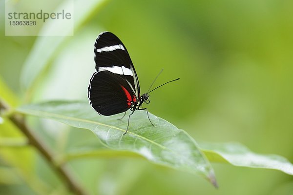 Schmetterling Heliconius sara auf einem Blatt