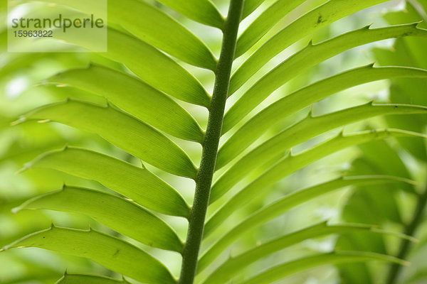 Palmfarn Encephalartos hildebrandtii  close-up