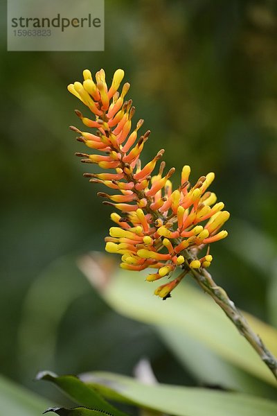 Blühende Aechmea caudata