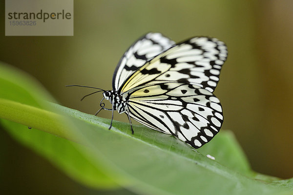 Schmetterling Weiße Baumnymphe (Idea leuconoe) auf einem Blatt