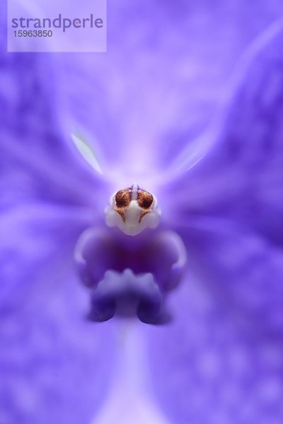 Blühende Orchidee Vanda Princess Mikasa  Makroaufnahme