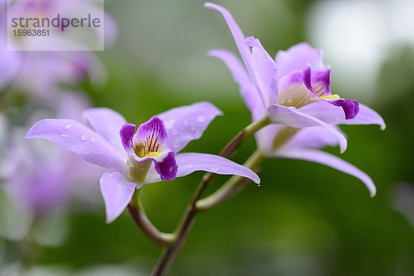 Blühende Orchidee Laelia anceps