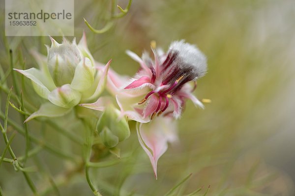 Blühende Serruria florida