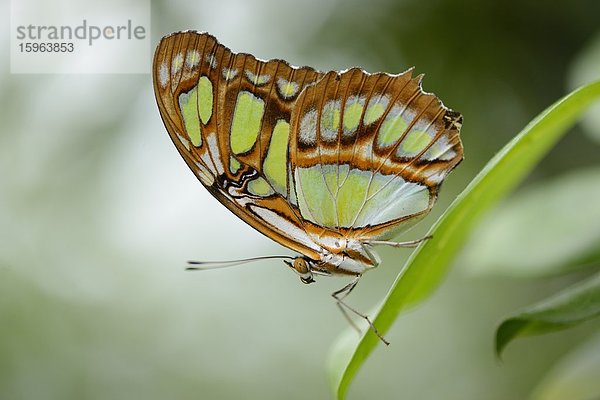 Schmetterling Parthenos sylvia auf einem Blatt