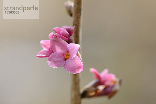 Blühender Echter Seidelbast (Daphne mezereum)