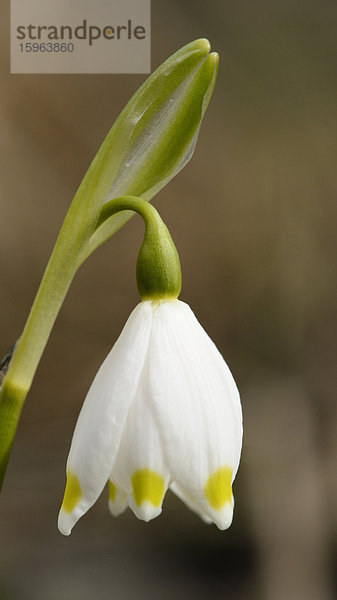 Blühender Märzenbecher (Leucojum vernum)