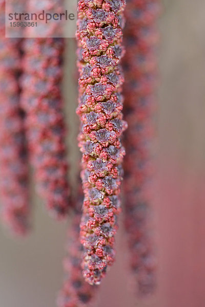 Kätzchen der Schwarz-Erle (Alnus glutinosa)  close-up