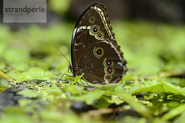 Schmetterling Blauer Morphofalter (Morpho peleides) auf einem Blatt