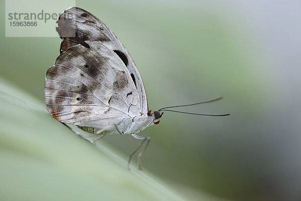 Schmetterling Catonephele numilia auf einem Blatt