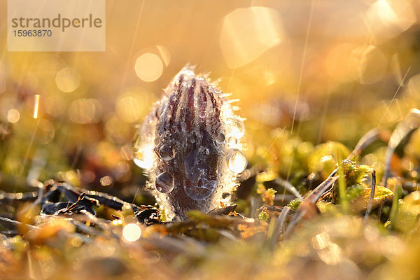 Knospe einer Küchenschelle (Pulsatilla vulgaris)  close-up