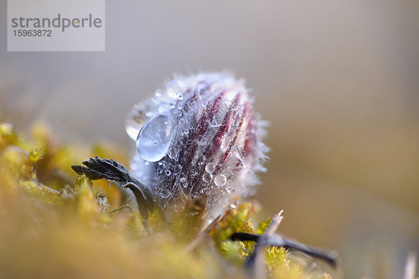 Knospe einer Küchenschelle (Pulsatilla vulgaris)  close-up