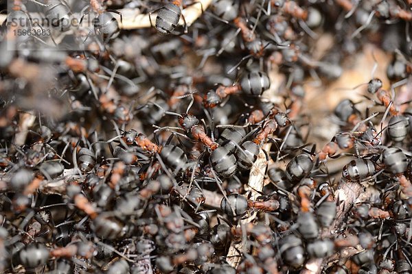 Waldameisen auf einem Ameisenhügel