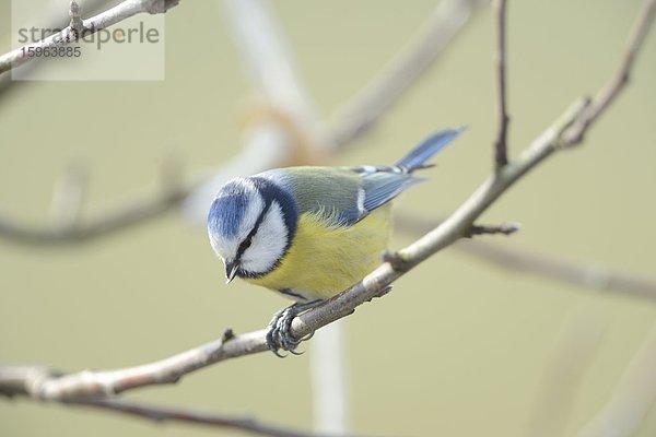 Blaumeise (Cyanistes caeruleus) hockt auf einem Zweig