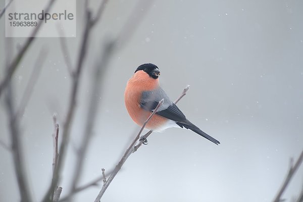 Gimpel (Pyrrhula pyrrhula) hockt auf einem Zweig