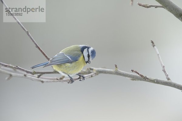 Blaumeise (Cyanistes caeruleus) hockt auf einem Zweig