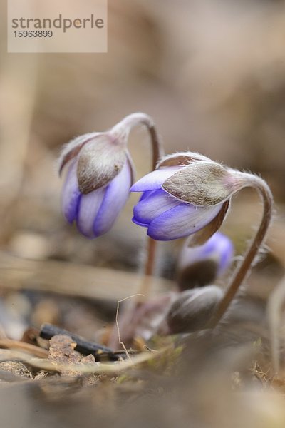 Leberblümchen (Anemone hepatica)  close-up