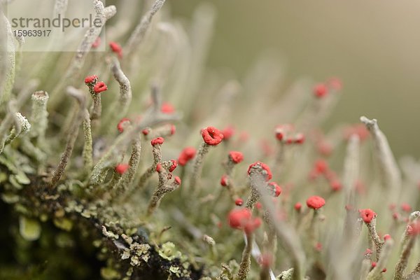 Flechte Cladonia coccifera  close-up