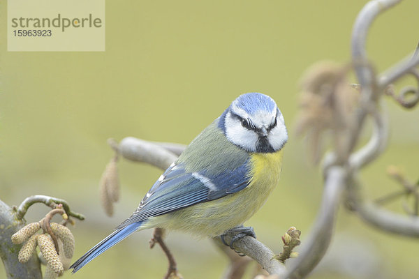 Blaumeise auf einem Zweig  Parus caeruleus  Oberpfalz  Bayern  Deutschland  Europa