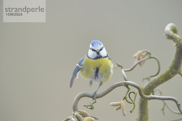 Blaumeise auf einem Zweig  Parus caeruleus  Oberpfalz  Bayern  Deutschland  Europa