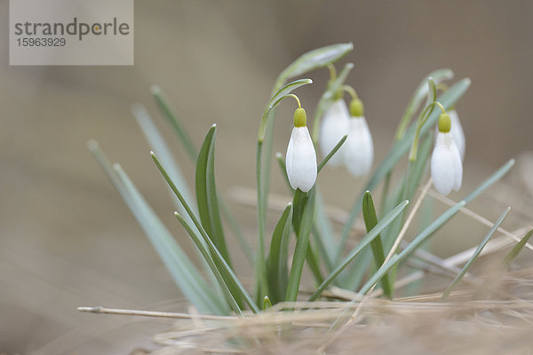 Schneeglöckchen  Galanthus nivalis  Oberpfalz  Bayern  Deutschland  Europa