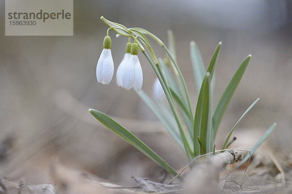 Schneeglöckchen  Galanthus nivalis  Oberpfalz  Bayern  Deutschland  Europa