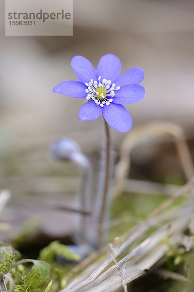 Leberblümchen  Anemone hepatica  Oberpfalz  Bayern  Deutschland  Europa